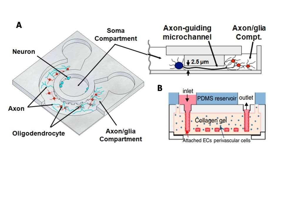 Microfluidic 3D Cultures: An Advanced Tool To Study The Cultures At A ...